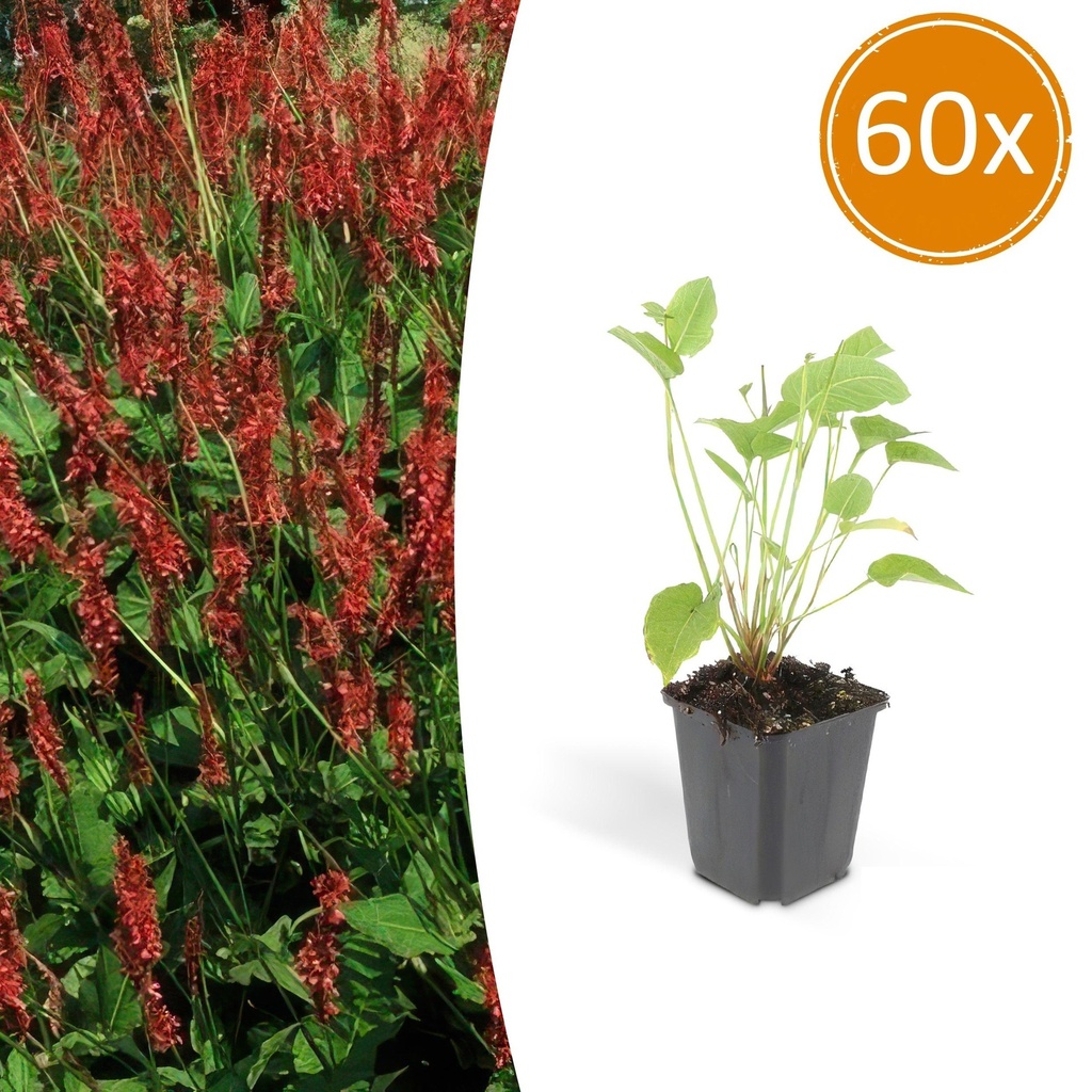 60x Persicaria amplexicaulis - ↕10-25cm - Ø9cm