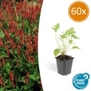 Kerzenknöterich 60er-Set (Persicaria amplexicaulis) – winterharte Staude, Topf-Ø 9 cm, Höhe ca. 25 cm