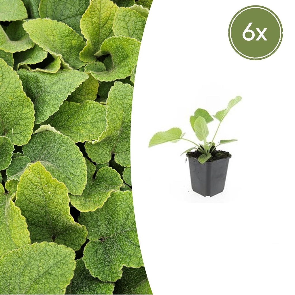6x Phlomis russeliana - ↕10-25cm - Ø9cm
