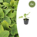 6x Phlomis russeliana - ↕10-25cm - Ø9cm