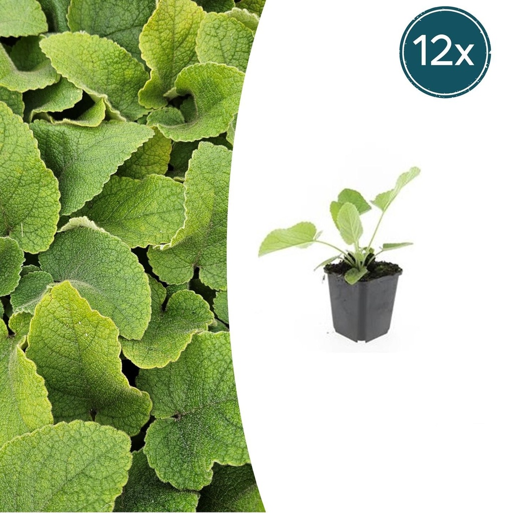 12x Phlomis russeliana - ↕10-25cm - Ø9cm