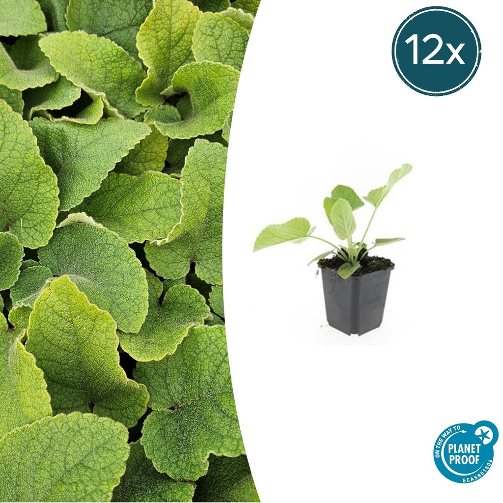 Syrisches Brandkraut 12er-Set (Phlomis russeliana) – winterharte Staude, Topf-Ø 9 cm, Höhe ca. 25 cm