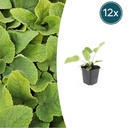 12x Phlomis russeliana - ↕10-25cm - Ø9cm