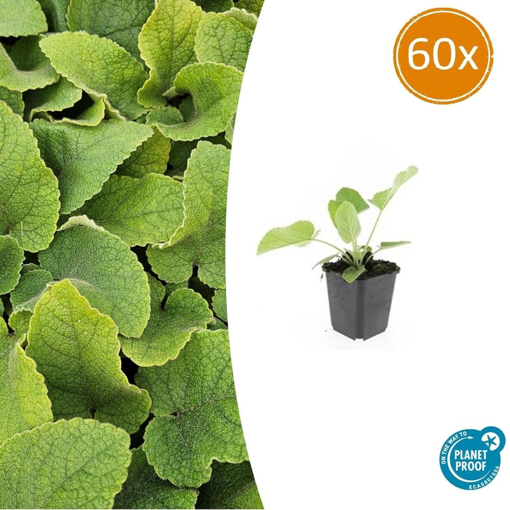 Syrisches Brandkraut 60er-Set (Phlomis russeliana) – winterharte Staude, Topf-Ø 9 cm, Höhe ca. 25 cm