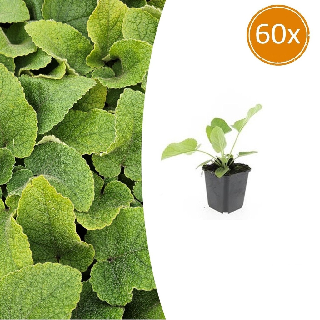 Syrisches Brandkraut 60er-Set (Phlomis russeliana) – winterharte Staude, Topf-Ø 9 cm, Höhe ca. 25 cm