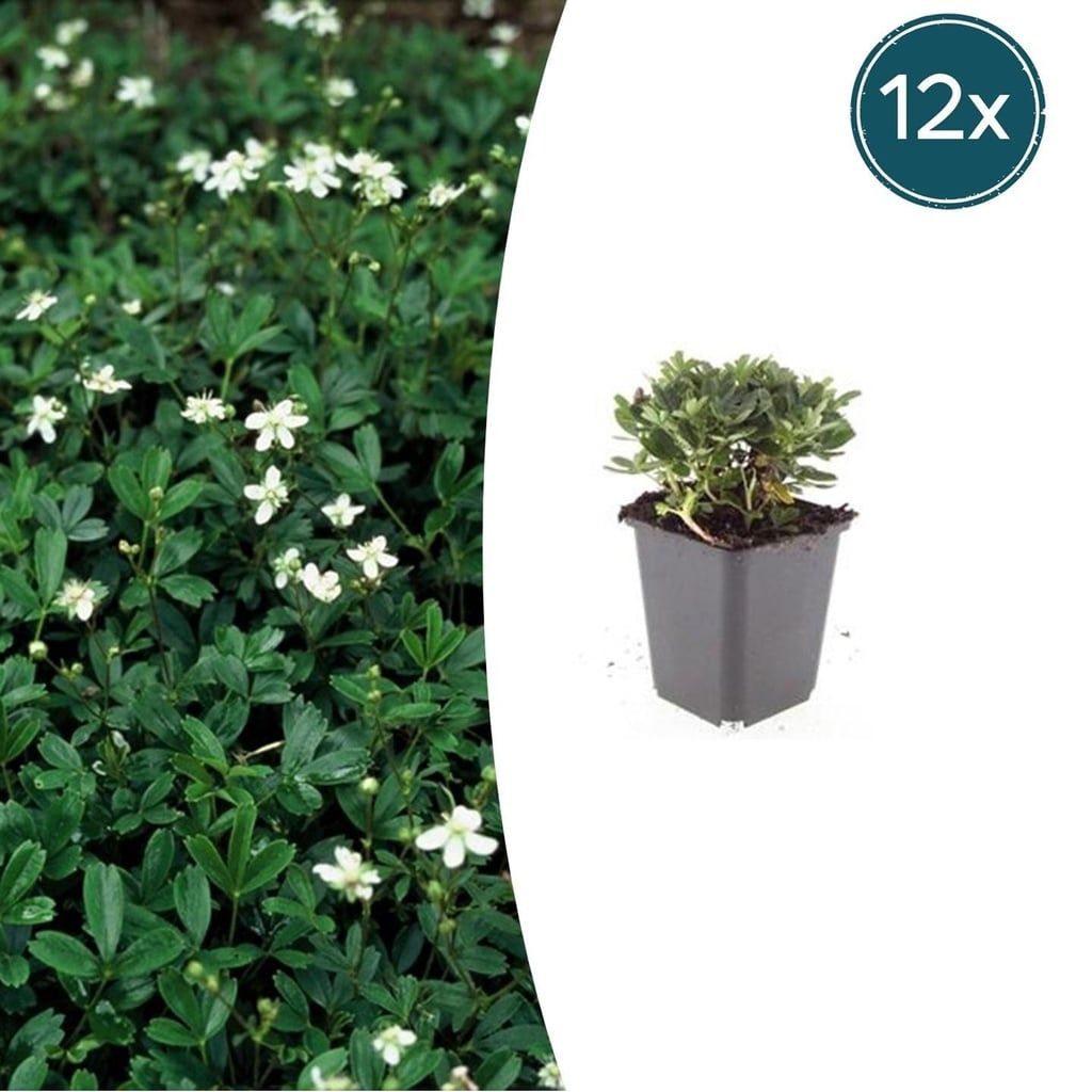 Dreizahn-Fingerkraut 'Nuuk' 12er-Set (Potentilla tridentata) – winterharte Staude, Topf-Ø 9 cm, Höhe ca. 25 cm