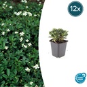 Dreizahn-Fingerkraut 'Nuuk' 12er-Set (Potentilla tridentata) – winterharte Staude, Topf-Ø 9 cm, Höhe ca. 25 cm