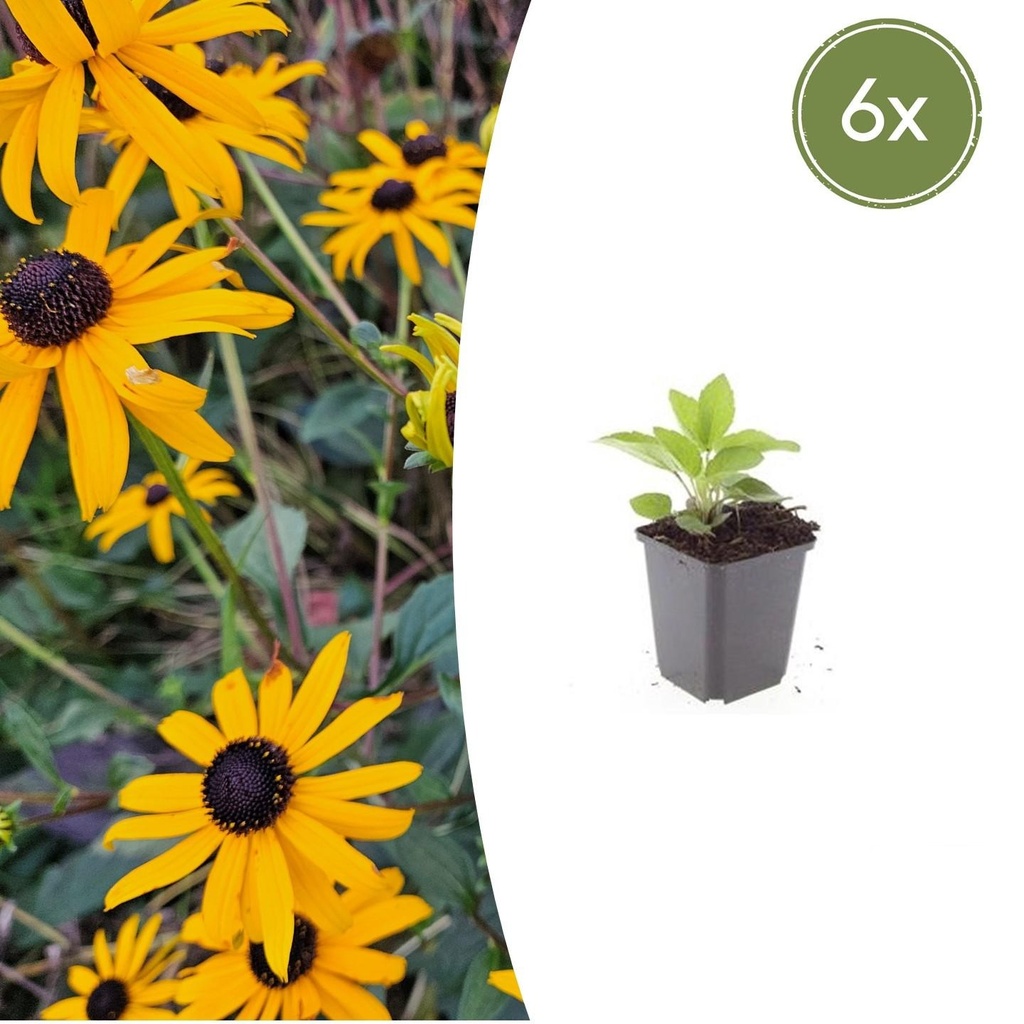 6x Rudbeckia fulgida 'Goldsturm' - ↕10-25cm - Ø9cm