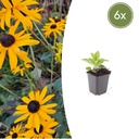 6x Rudbeckia fulgida 'Goldsturm' - ↕10-25cm - Ø9cm