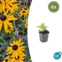 Glänzender Sonnenhut 'Goldsturm' 6er-Set (Rudbeckia fulgida) – winterharte Staude, Topf-Ø 9 cm, Höhe ca. 25 cm