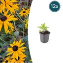 Garten-Sonnenhut 'Goldsturm' (Rudbeckia fulgida) – winterharte Beetstaude, 12 Pflanzen, Topf-Ø 9 cm, Höhe ca. 15 cm