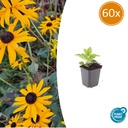 Glänzender Sonnenhut 'Goldsturm' 60er-Set (Rudbeckia fulgida) – winterharte Staude, Topf-Ø 9 cm, Höhe ca. 25 cm