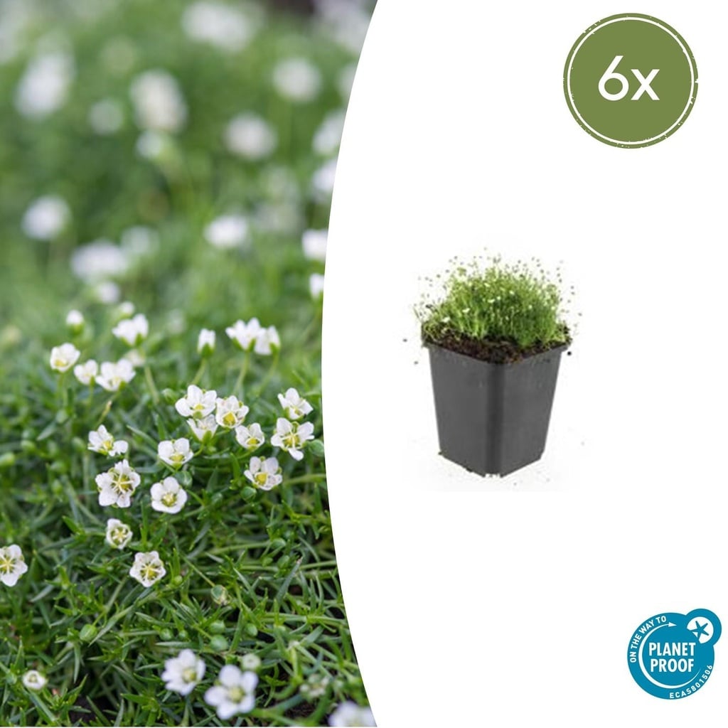 6x Sagina subulata - ↕10-25cm - Ø9cm
