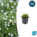 Sternmoos 12er-Set (Sagina subulata) – winterharte Staude, Topf-Ø 9 cm, Höhe ca. 25 cm