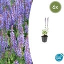 Steppen-Salbei 'Caradonna' 6er-Set (Salvia nemorosa) – winterharte Staude, Topf-Ø 9 cm, Höhe ca. 25 cm