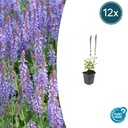 Steppen-Salbei 'Caradonna' 12er-Set (Salvia nemorosa) – winterharte Staude, Topf-Ø 9 cm, Höhe ca. 25 cm