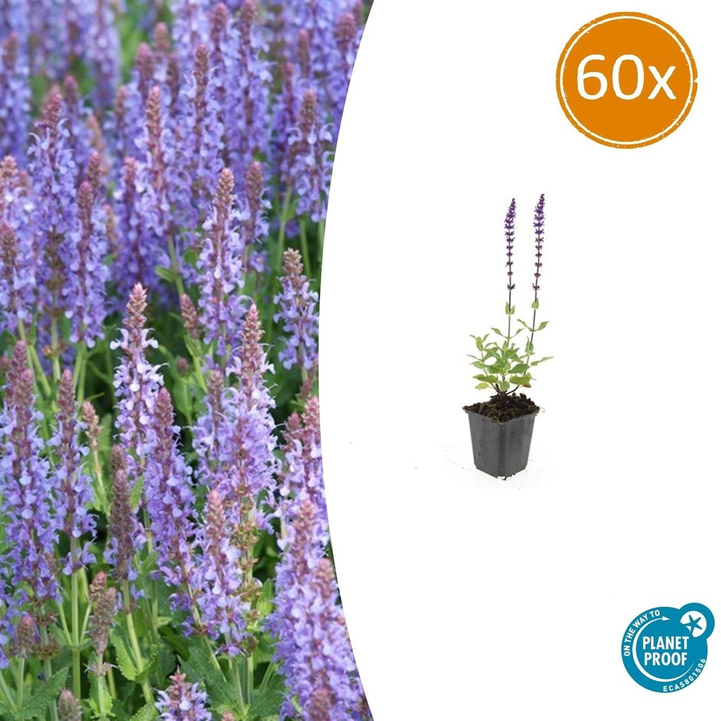 Steppen-Salbei 'Caradonna' 60er-Set (Salvia nemorosa) – winterharte Staude, Topf-Ø 9 cm, Höhe ca. 25 cm