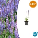 Steppen-Salbei 'Caradonna' 60er-Set (Salvia nemorosa) – winterharte Staude, Topf-Ø 9 cm, Höhe ca. 25 cm