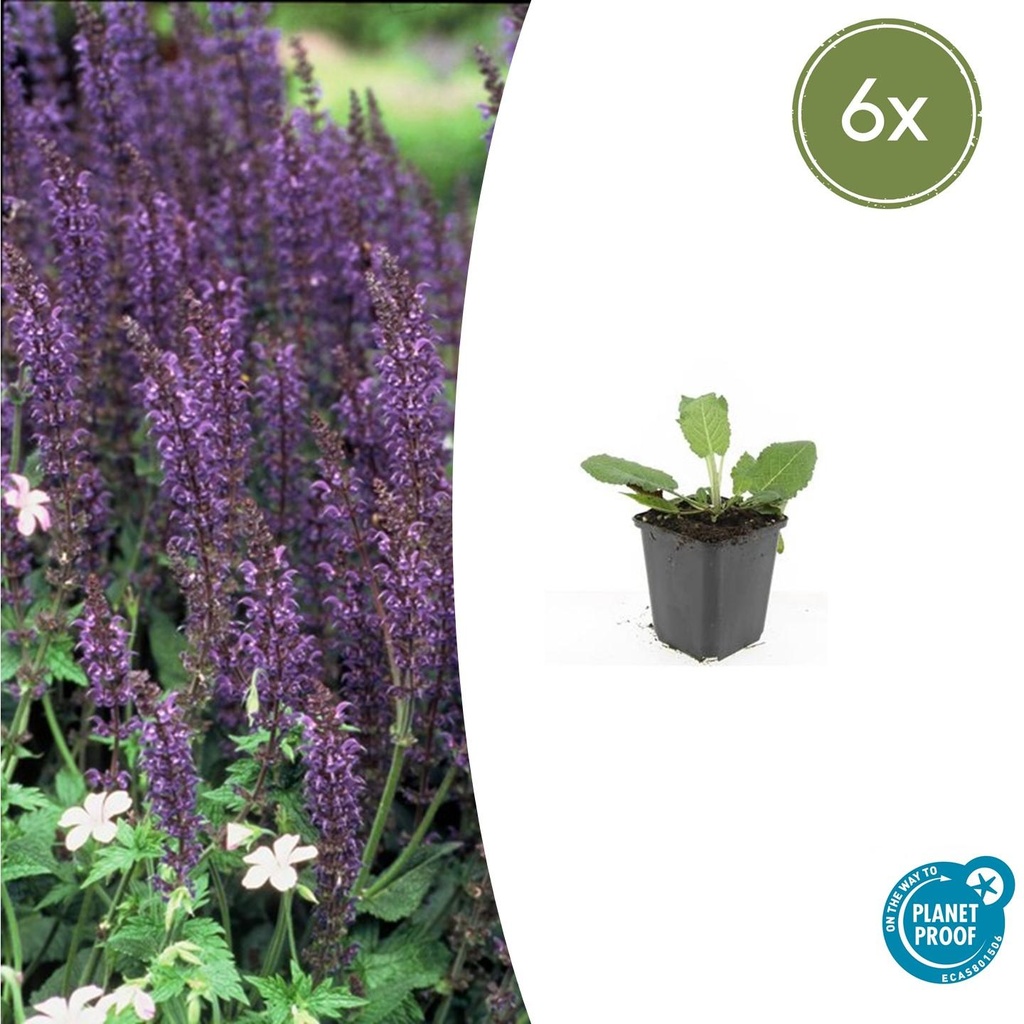 Steppen-Salbei 'Mainacht' 6er-Set (Salvia nemorosa) – winterharte Staude, Topf-Ø 9 cm, Höhe ca. 25 cm