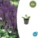 Steppen-Salbei 'Mainacht' 6er-Set (Salvia nemorosa) – winterharte Staude, Topf-Ø 9 cm, Höhe ca. 25 cm