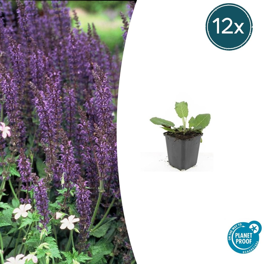 Steppen-Salbei 'Mainacht' 12er-Set (Salvia nemorosa) – winterharte Staude, Topf-Ø 9 cm, Höhe ca. 25 cm