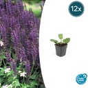 Steppen-Salbei 'Mainacht' 12er-Set (Salvia nemorosa) – winterharte Staude, Topf-Ø 9 cm, Höhe ca. 25 cm