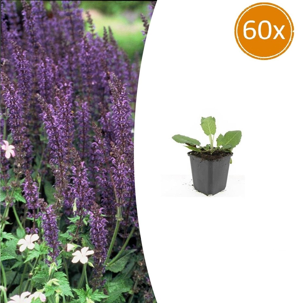 60x Salvia nem. 'Mainacht' - ↕10-25cm - Ø9cm
