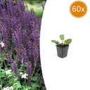 60x Salvia nem. 'Mainacht' - ↕10-25cm - Ø9cm