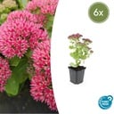 Fetthenne 'Herbstfreude' 6er-Set (Sedum) – winterharte Staude, Topf-Ø 9 cm, Höhe ca. 25 cm