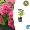 Fetthenne 'Herbstfreude' 6er-Set (Sedum) – winterharte Staude, Topf-Ø 9 cm, Höhe ca. 25 cm
