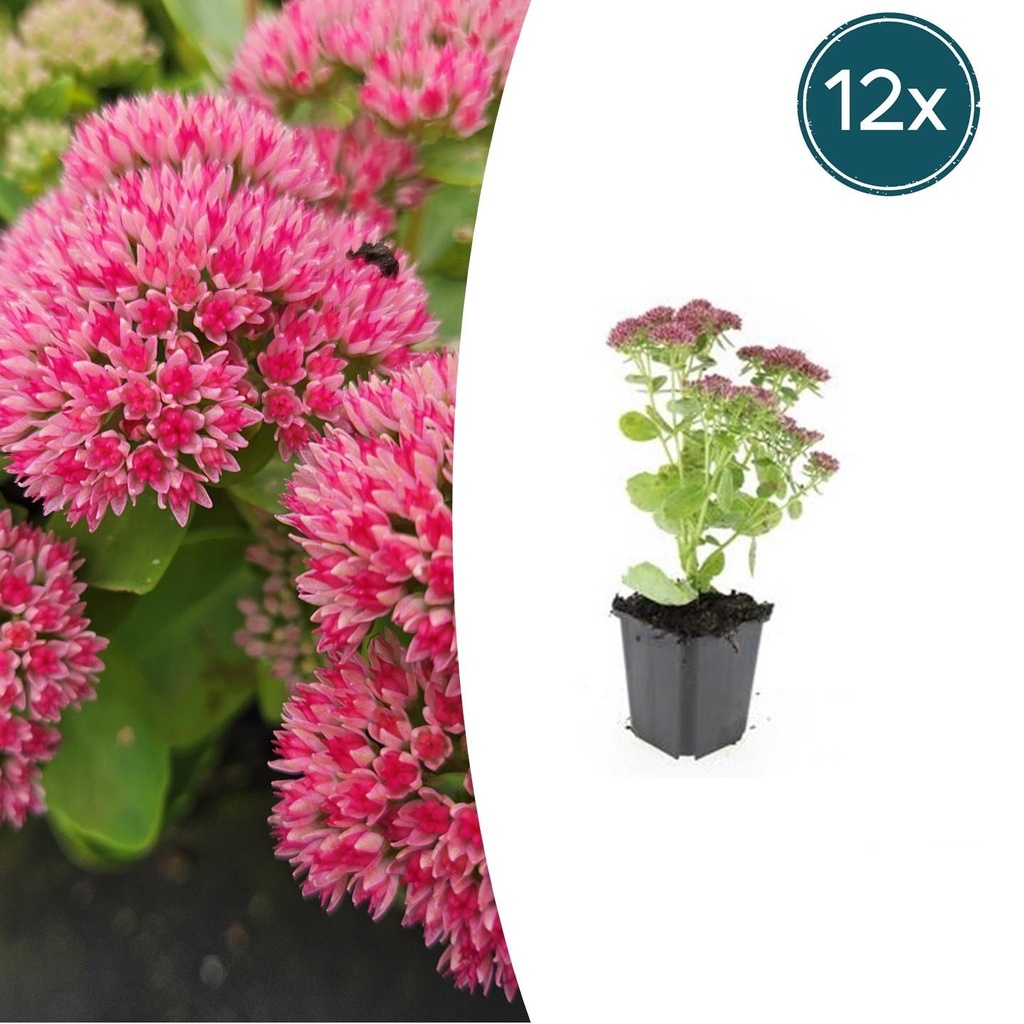 12x Sedum 'Herbstfreude' - ↕10-25cm - Ø9cm