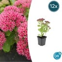 Fetthenne 'Herbstfreude' 12er-Set (Sedum telephium) – winterharte Staude, Topf-Ø 9 cm, Höhe ca. 25 cm