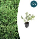 12x Symphoricarpos ch. 'Hancock' - ↕10-25cm - Ø9cm