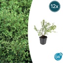 Schneebeere 'Hancock' 12er-Set (Symphoricarpos albus) – winterharter Zierstrauch, Topf-Ø 9 cm, Höhe ca. 25 cm