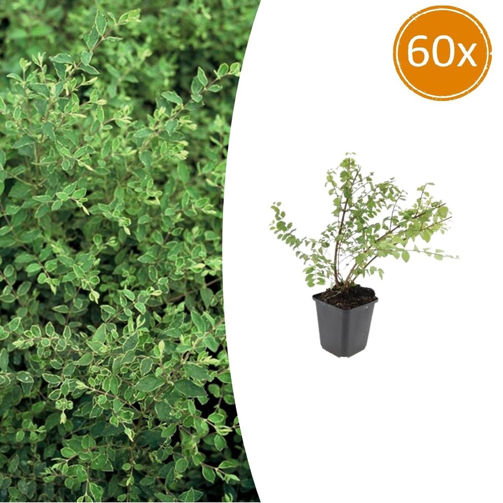 Schneebeere 'Hancock' 60er-Set (Symphoricarpos chenaultii) – winterharter Zierstrauch, Topf-Ø 9 cm, Höhe ca. 25 cm