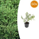 60x Symphoricarpos ch. 'Hancock' - ↕10-25cm - Ø9cm