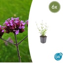6x Verbena bon. 'Lollipop' - ↕10-25cm - Ø9cm