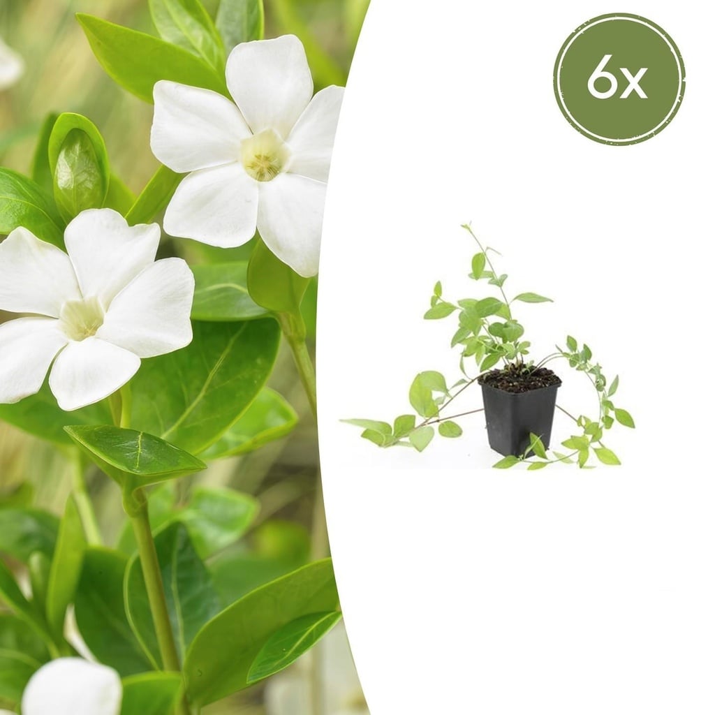 6x Vinca major 'Alba' - ↕10-25cm - Ø9cm