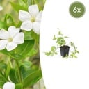 6x Vinca major 'Alba' - ↕10-25cm - Ø9cm