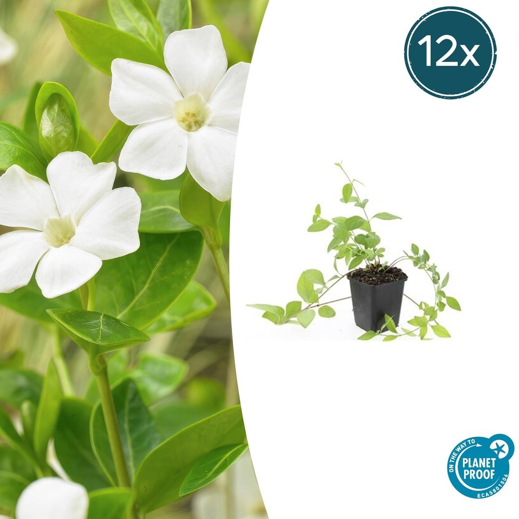 12x Vinca major 'Alba' - ↕10-25cm - Ø9cm