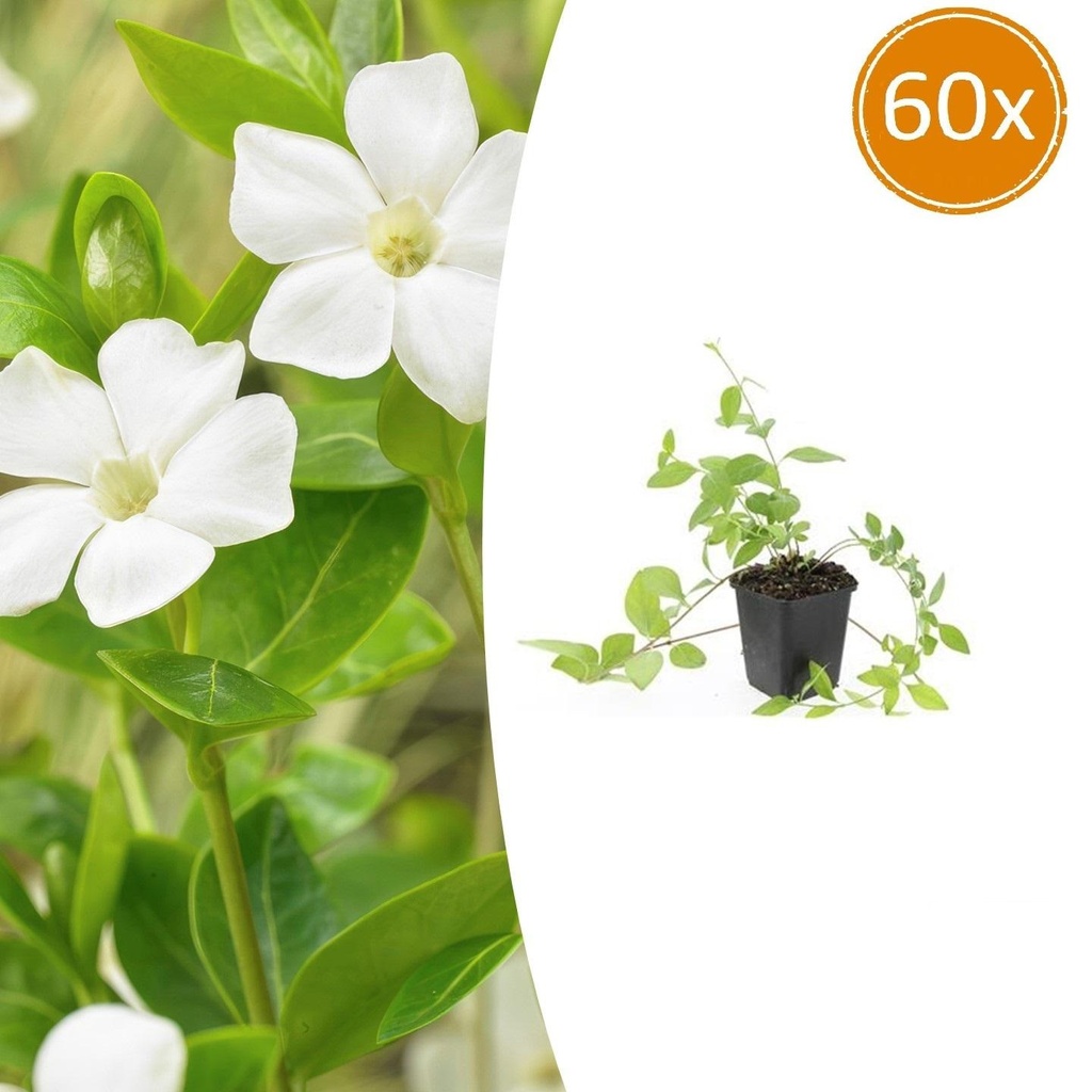 60x Vinca major 'Alba' - ↕10-25cm - Ø9cm
