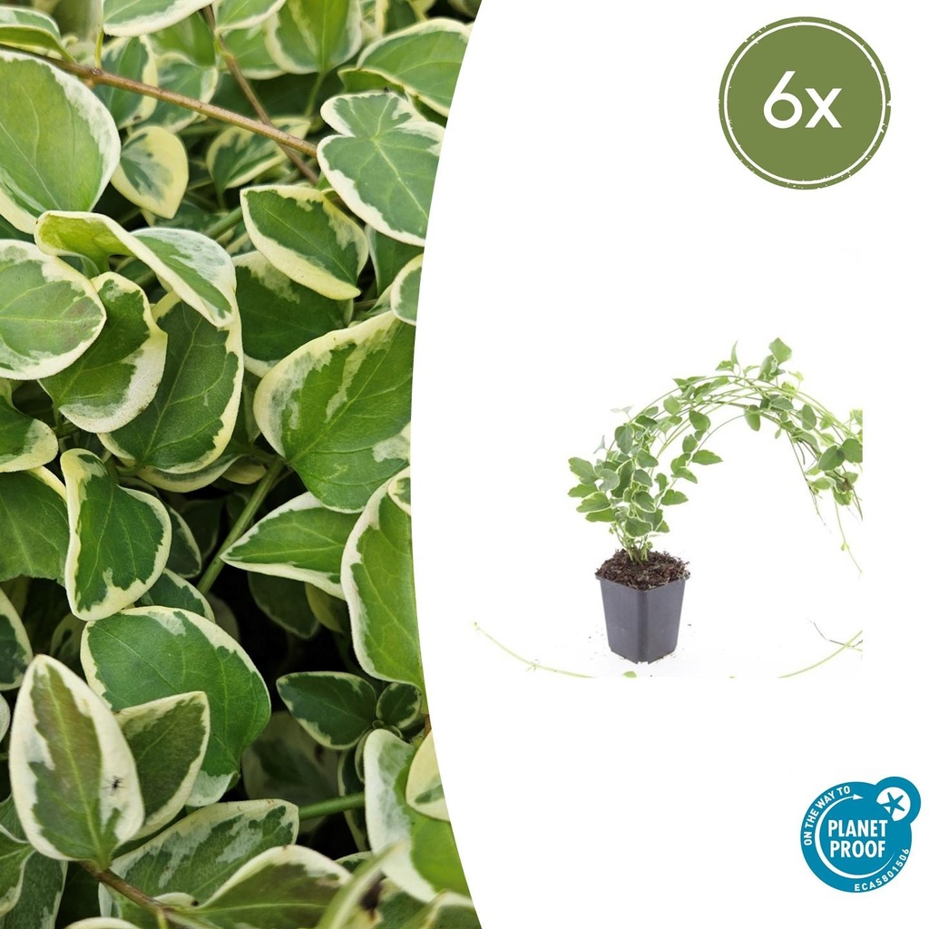 6x Vinca major 'Variegata' - ↕10-25cm - Ø9cm