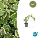 Großes Immergrün 'Variegata' 6er-Set (Vinca major) – winterharter Bodendecker, Topf-Ø 9 cm, Höhe ca. 25 cm