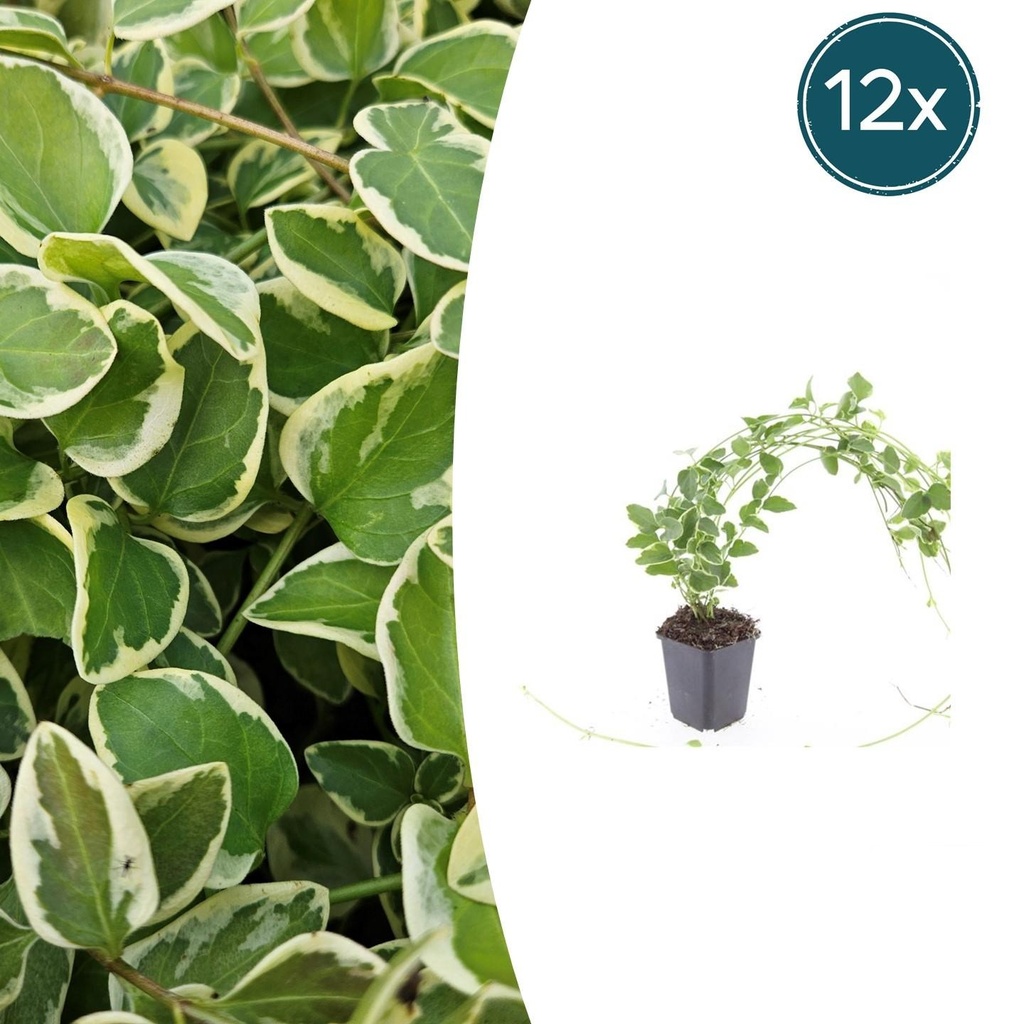 12x Vinca major 'Variegata' - ↕10-25cm - Ø9cm