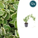 12x Vinca major 'Variegata' - ↕10-25cm - Ø9cm