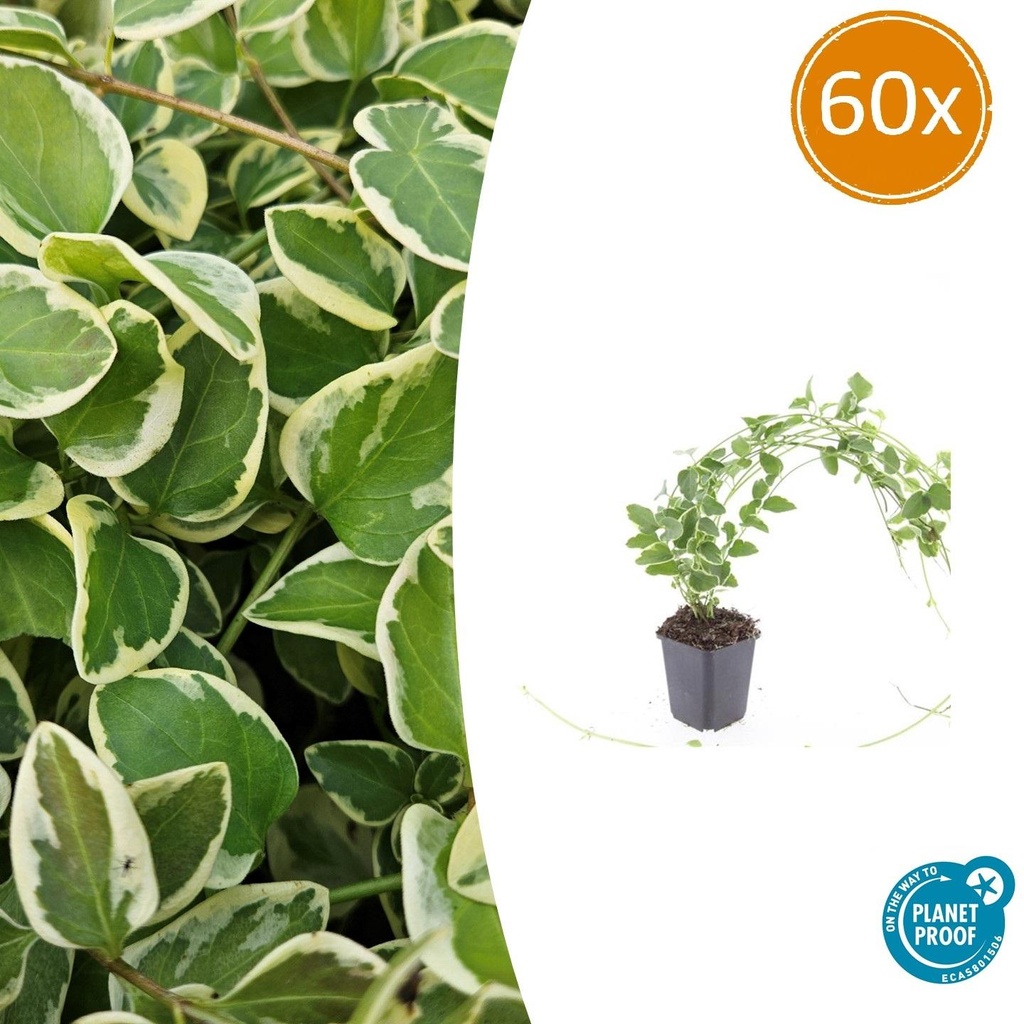 Großes Immergrün 'Variegata' 60er-Set (Vinca major) – winterharter Bodendecker, Topf-Ø 9 cm, Höhe ca. 25 cm