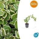 Großes Immergrün 'Variegata' 60er-Set (Vinca major) – winterharter Bodendecker, Topf-Ø 9 cm, Höhe ca. 25 cm
