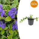 60x Vinca minor 'Argenteovariegata' - ↕10-25cm - Ø9cm