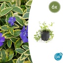 Immergrün 'Aureovariegata' 6er-Set (Vinca minor) – winterharter Bodendecker, Topf-Ø 9 cm, Höhe ca. 25 cm