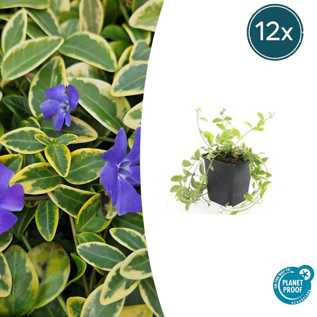 Immergrün 'Aureovariegata' 12er-Set (Vinca minor) – winterharter Bodendecker, Topf-Ø 9 cm, Höhe ca. 25 cm